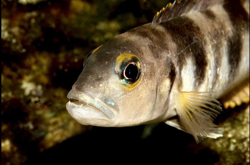 Lepidiolamprologus boulengeri